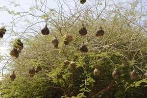 Khama Rhino Sanctuary Activities