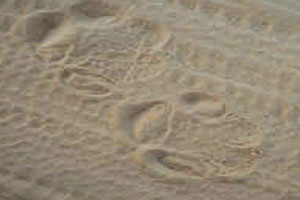 Khama Rhino Sanctuary Activities